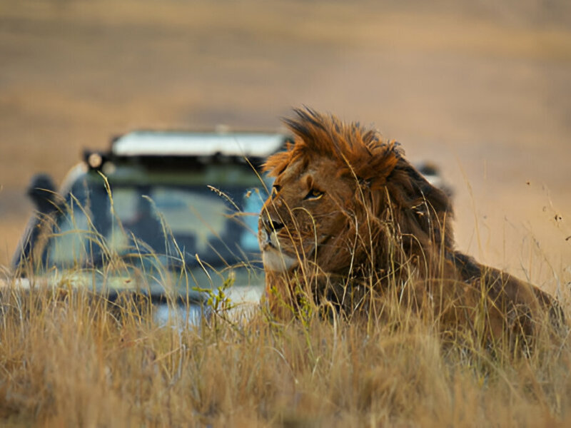 What Are the Best Short Safaris in Kenya