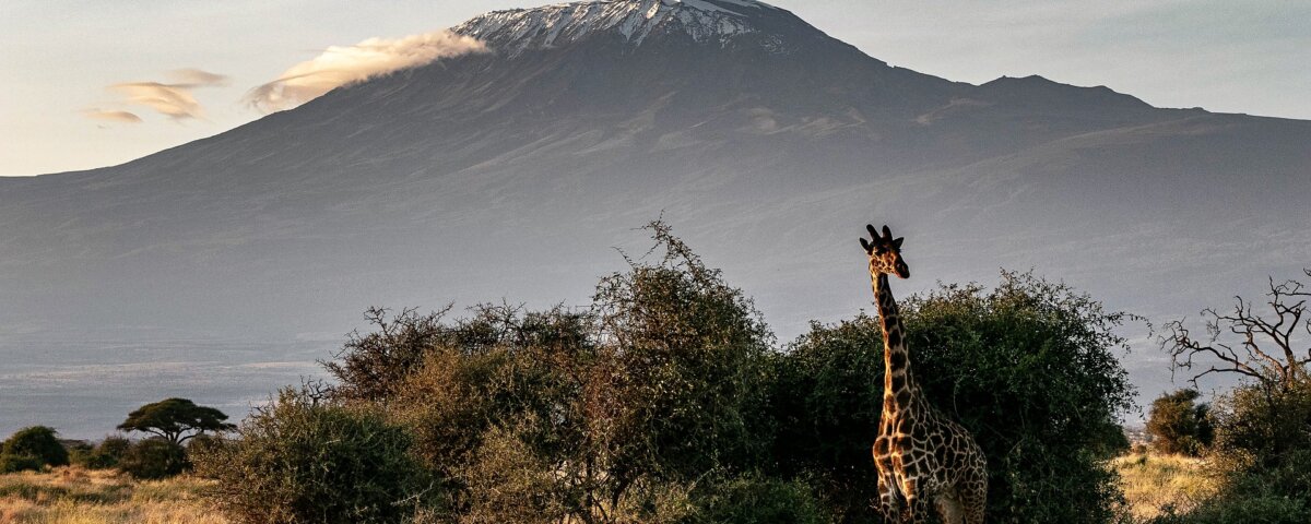 Can I Combine Kilimanjaro Climbing and Safari