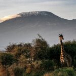 Can I Combine Kilimanjaro Climbing and Safari