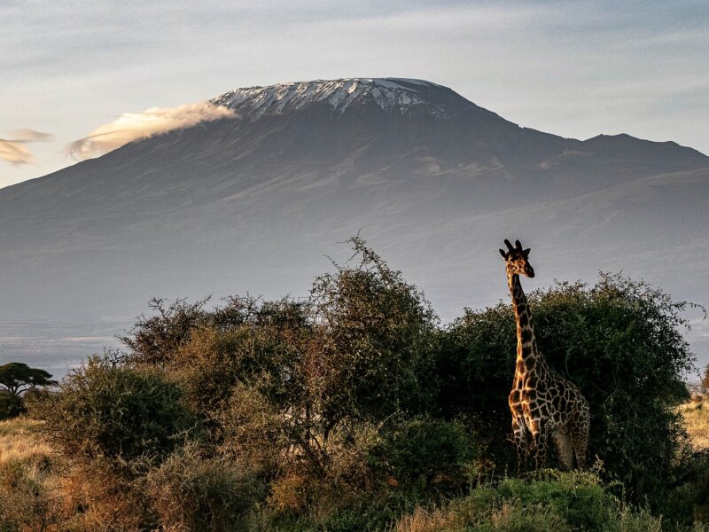 Can I Combine Kilimanjaro Climbing and Safari