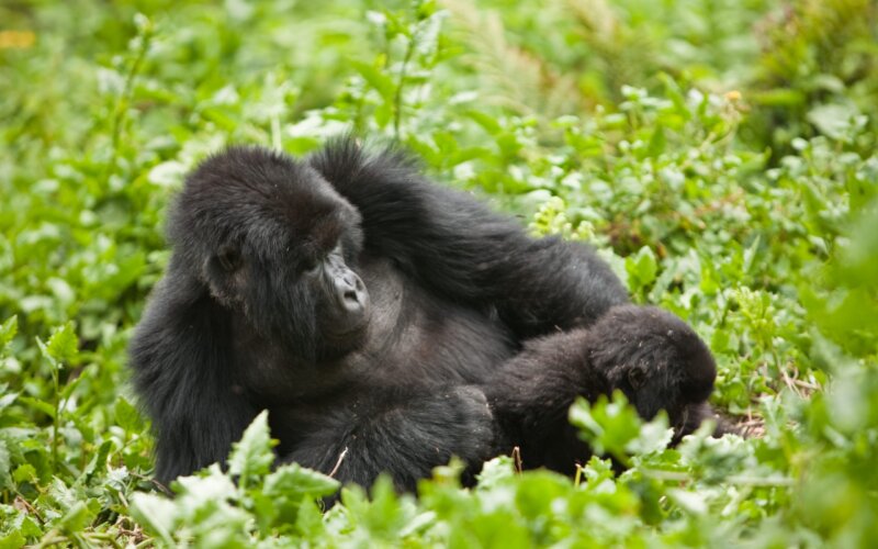7 Days Uganda Safari Tour