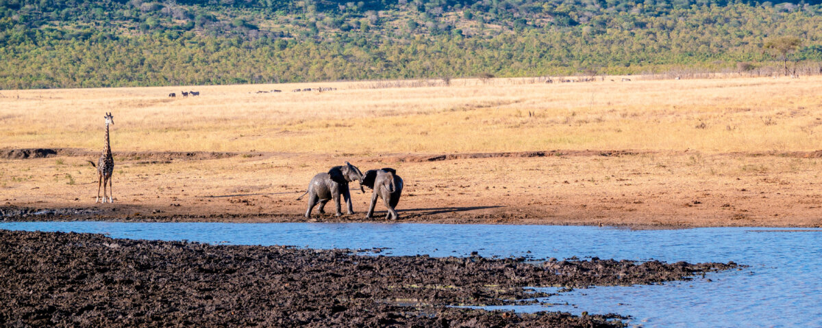 What Are the Best Luxury Safari Itineraries in Tanzania
