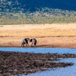 What Are the Best Luxury Safari Itineraries in Tanzania