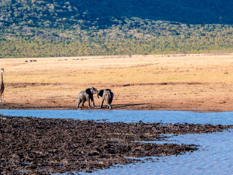 What Are the Best Luxury Safari Itineraries in Tanzania
