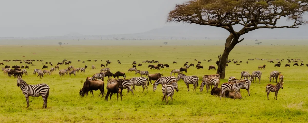 Is Ngorongoro Good for Honeymoon Safari
