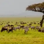 Is Ngorongoro Good for Honeymoon Safari