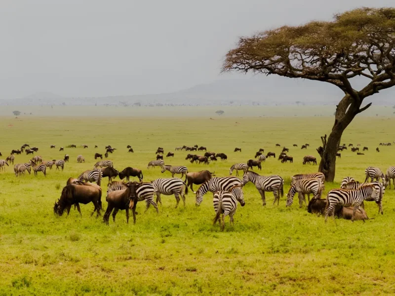Is Ngorongoro Good for Honeymoon Safari