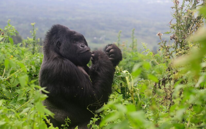 8 Days Uganda Safari Tour