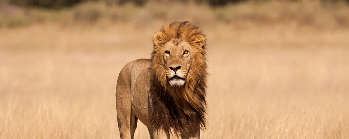 What Is the Cheapest Tanzania Safari