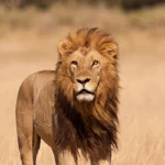 What Is the Cheapest Tanzania Safari