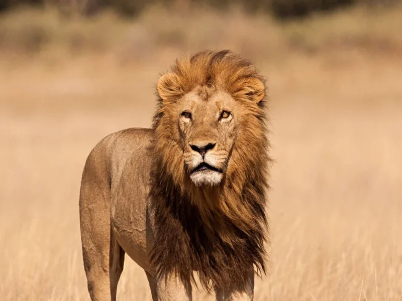 What Is the Cheapest Tanzania Safari
