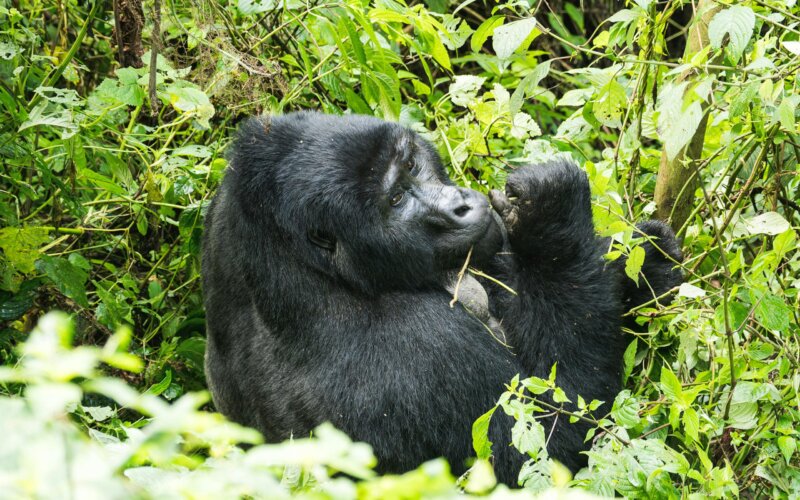 9 Days Uganda Safari Tour
