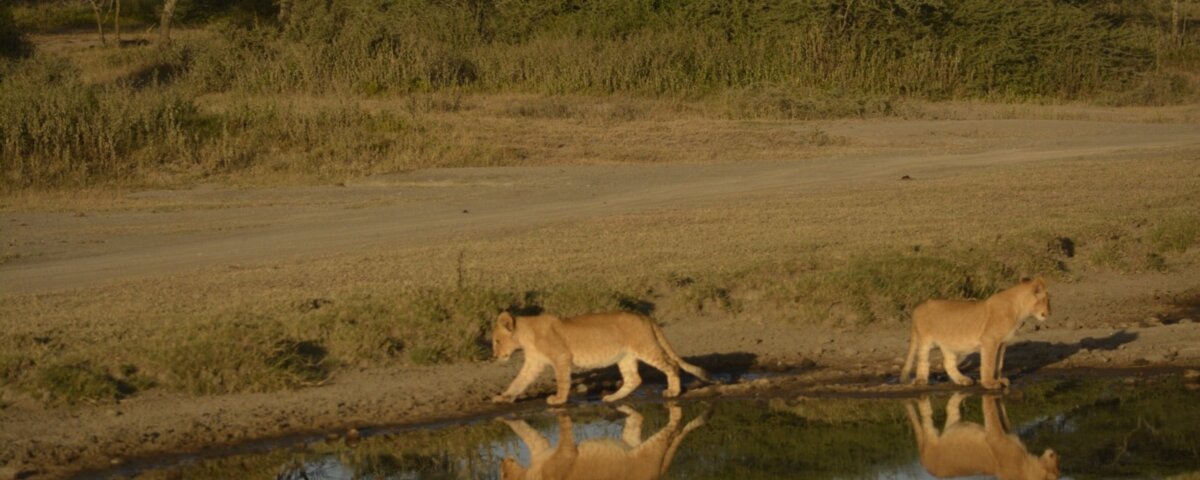 What Is the Cost of Zanzibar Safari Holiday