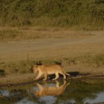 What Is the Cost of Zanzibar Safari Holiday
