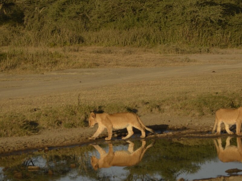 What Is the Cost of Zanzibar Safari Holiday