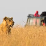Which Tanzania Safari Is Best for Kids