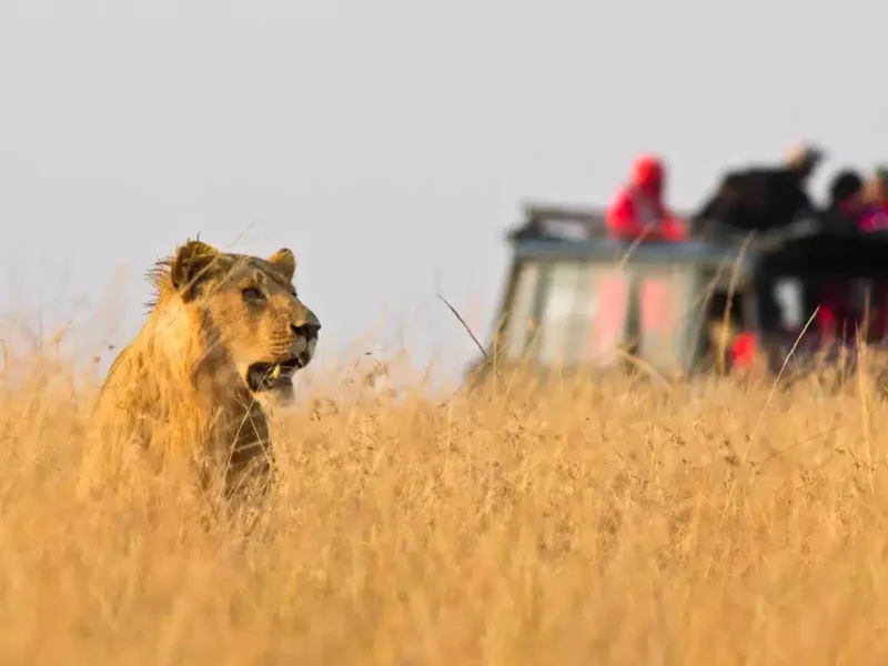 Which Tanzania Safari Is Best for Kids