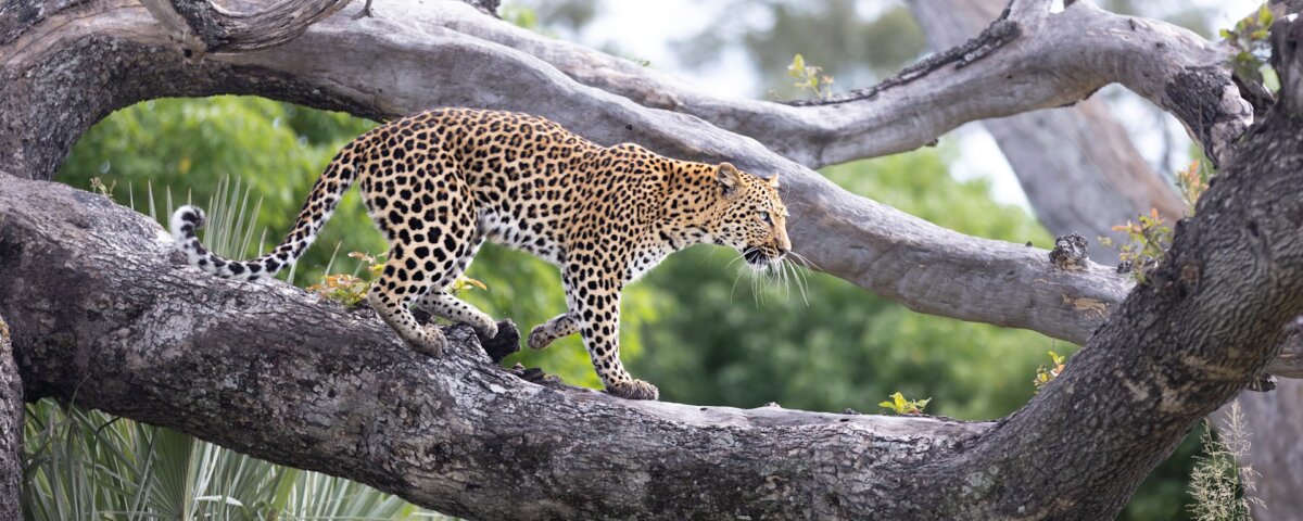 Which Safari Park Is Best for Leopards