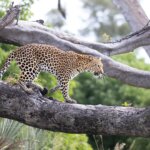 Which Safari Park Is Best for Leopards