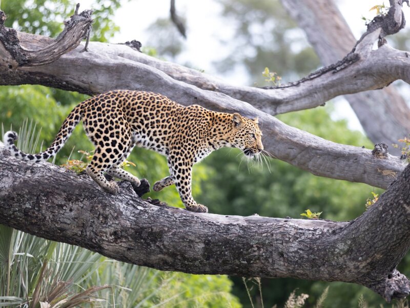 Which Safari Park Is Best for Leopards