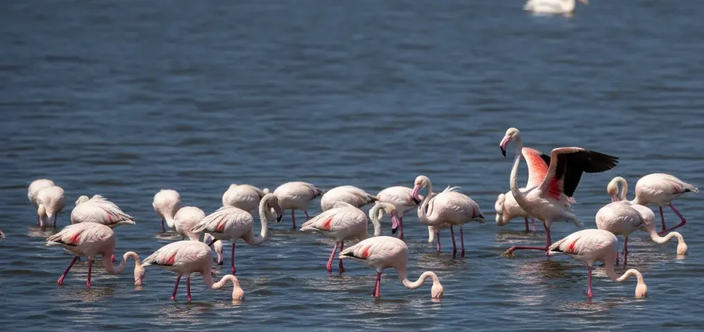 Are Flamingos Still Found at Lake Nakuru