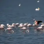 Are Flamingos Still Found at Lake Nakuru