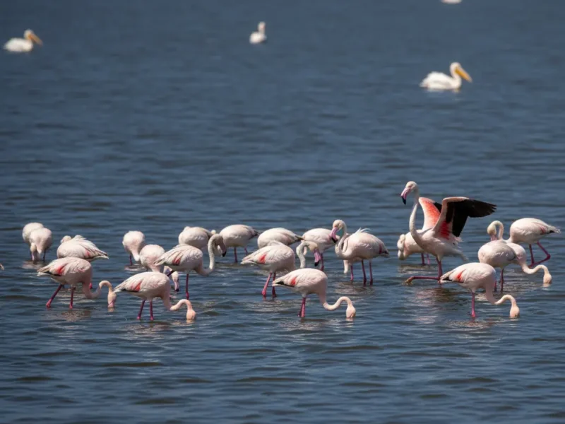 Are Flamingos Still Found at Lake Nakuru