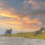 Are Kenya Safaris Good for Solo Travelers
