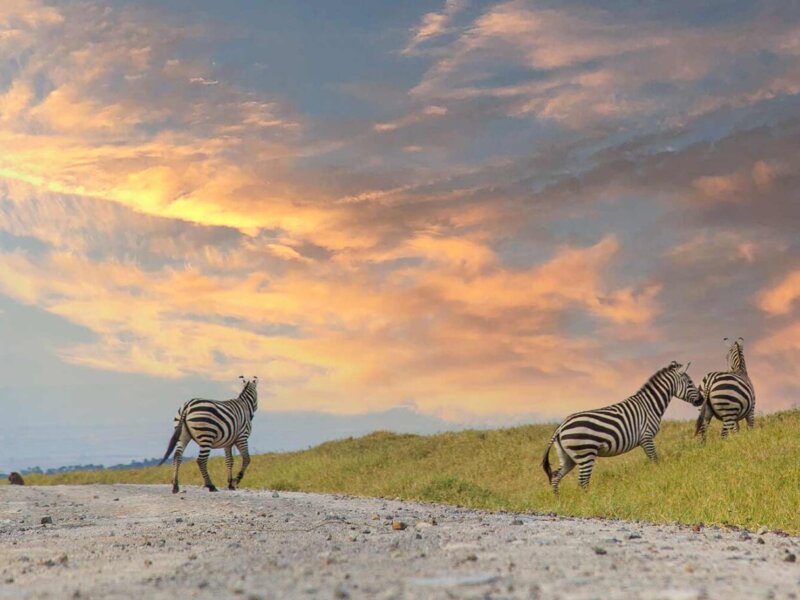 Are Kenya Safaris Good for Solo Travelers