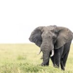 Are Kenya safaris open year-round