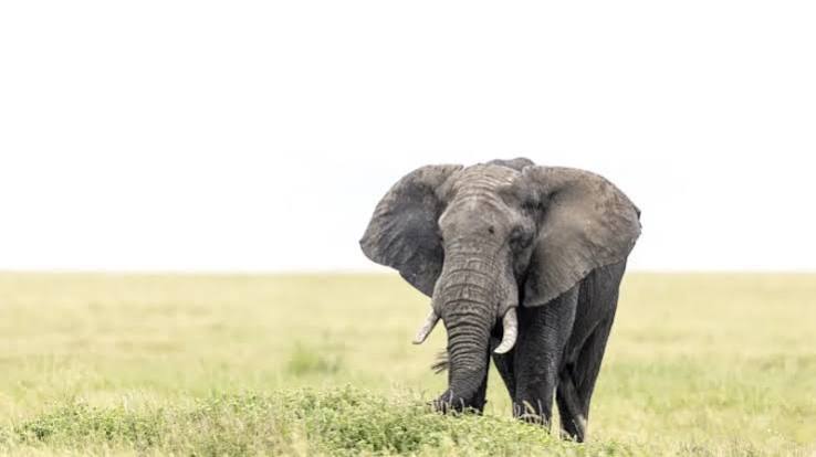 Are Kenya safaris open year-round