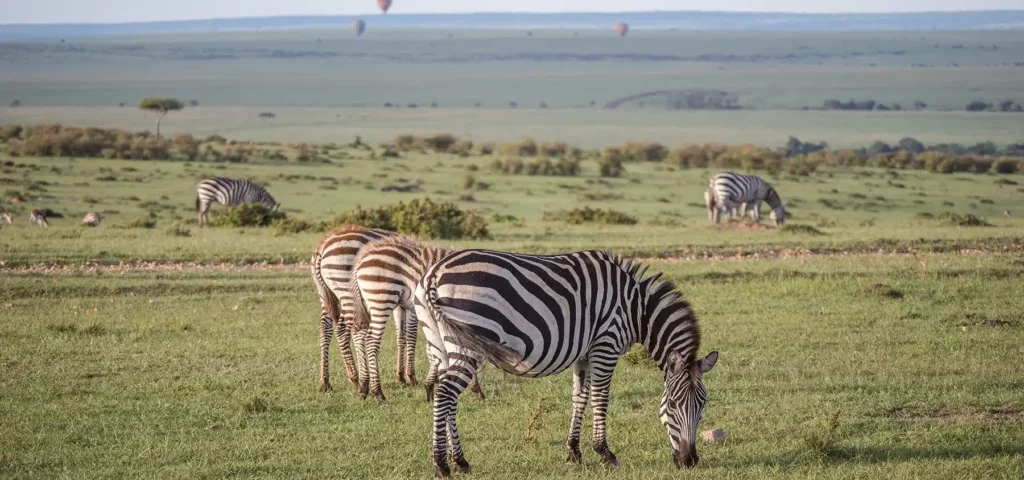 Are Last-Minute Kenya Safaris Cheaper