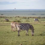 Are Last-Minute Kenya Safaris Cheaper