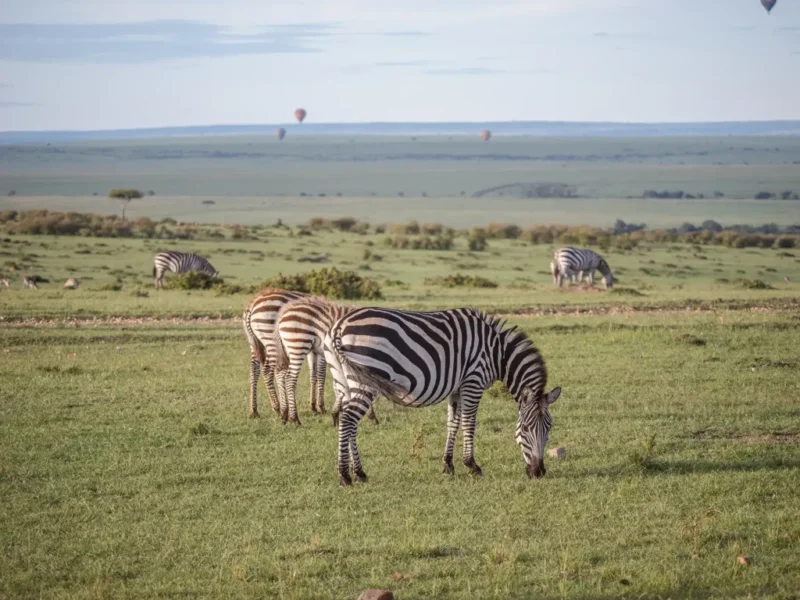 Are Last-Minute Kenya Safaris Cheaper