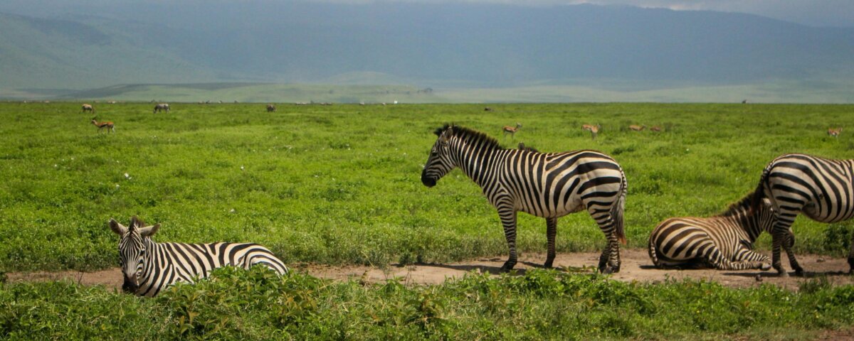 Are Rwanda Safaris Eco Friendly