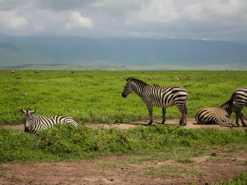 Are Rwanda Safaris Eco Friendly