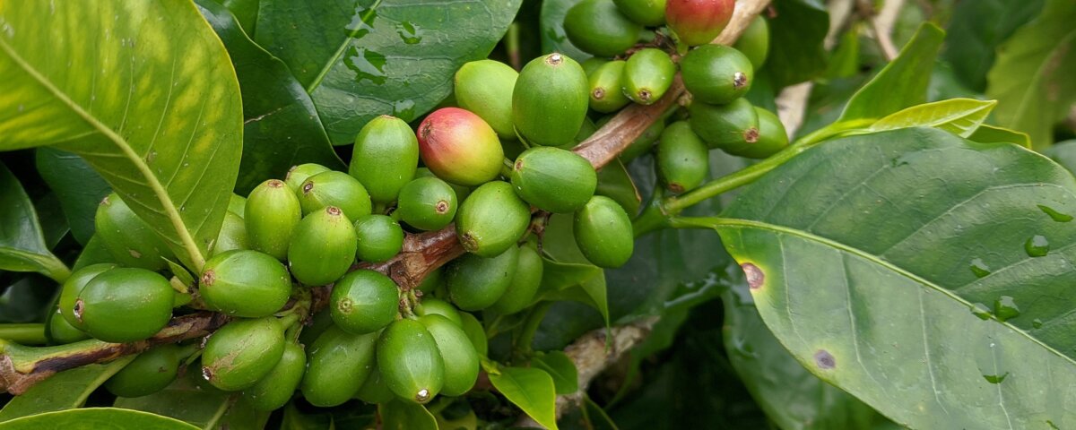Are There Coffee Tours in Rwanda