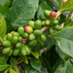 Are There Coffee Tours in Rwanda
