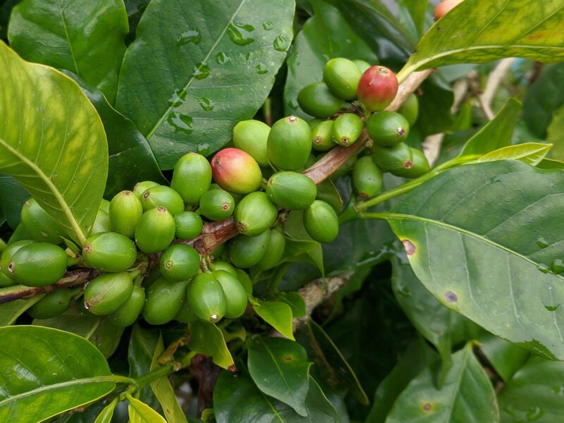 Are There Coffee Tours in Rwanda