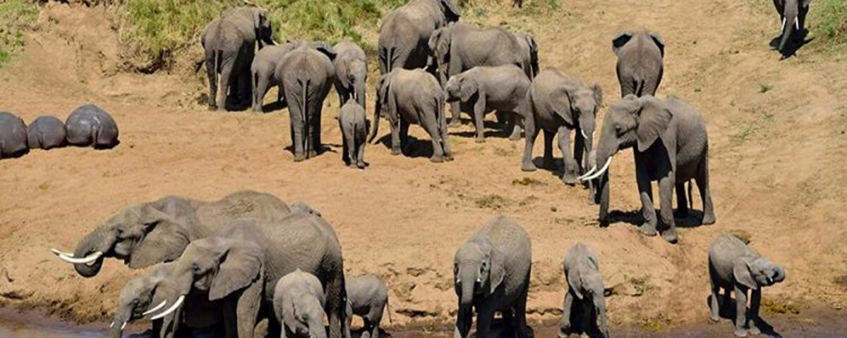 Are night game drives available in Uganda