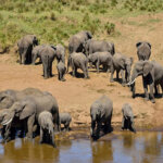 Are night game drives available in Uganda
