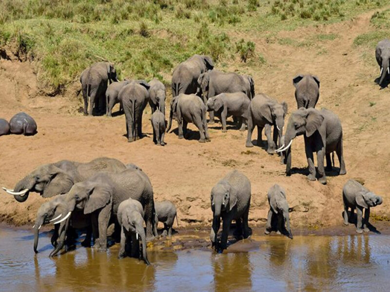 Are night game drives available in Uganda
