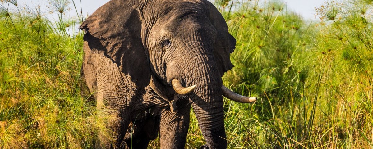 Are there elephants in Rwanda
