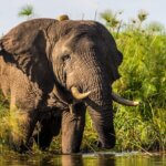 Are there elephants in Rwanda