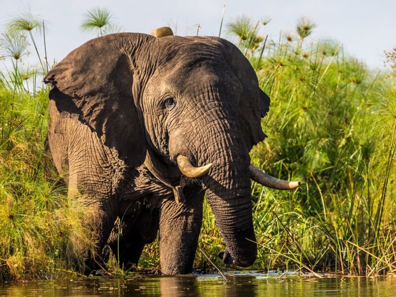 Are there elephants in Rwanda