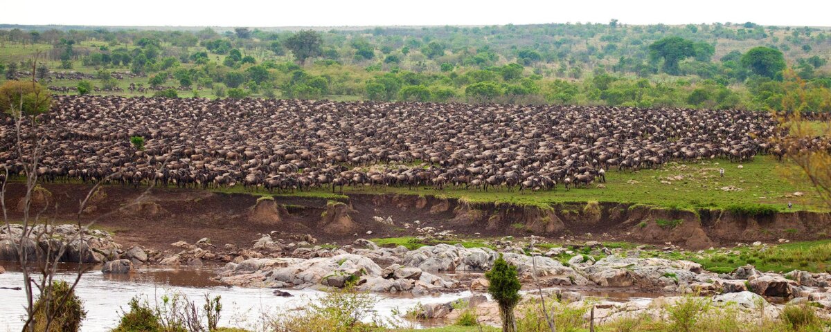 Can I See River Crossings in Serengeti
