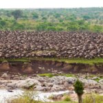 Can I See River Crossings in Serengeti