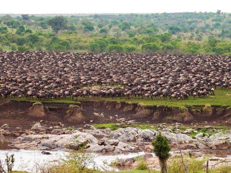Can I See River Crossings in Serengeti