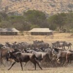 Which Camps Are Best for Migration Safari