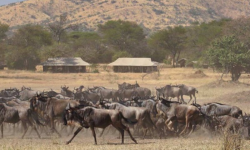 Which Camps Are Best for Migration Safari